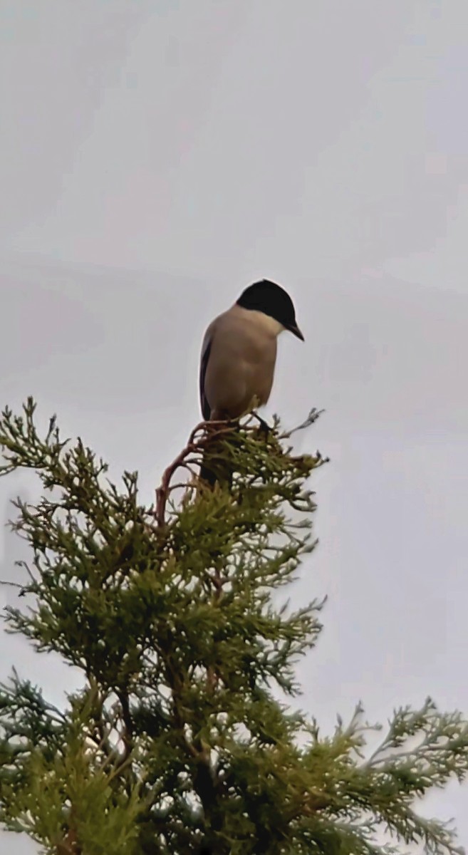 Iberian Magpie - ML646682680