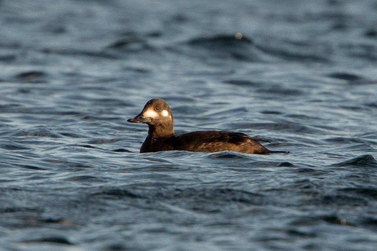 Macreuse brune - ML646682690