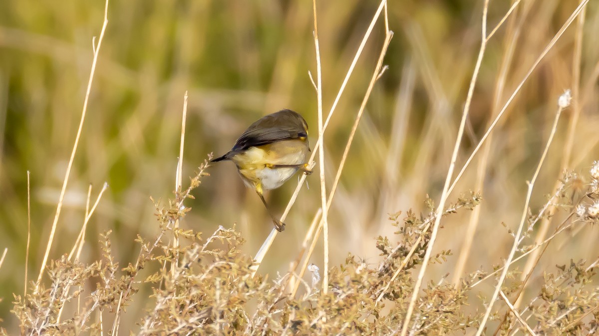 Mosquitero Común - ML646682691