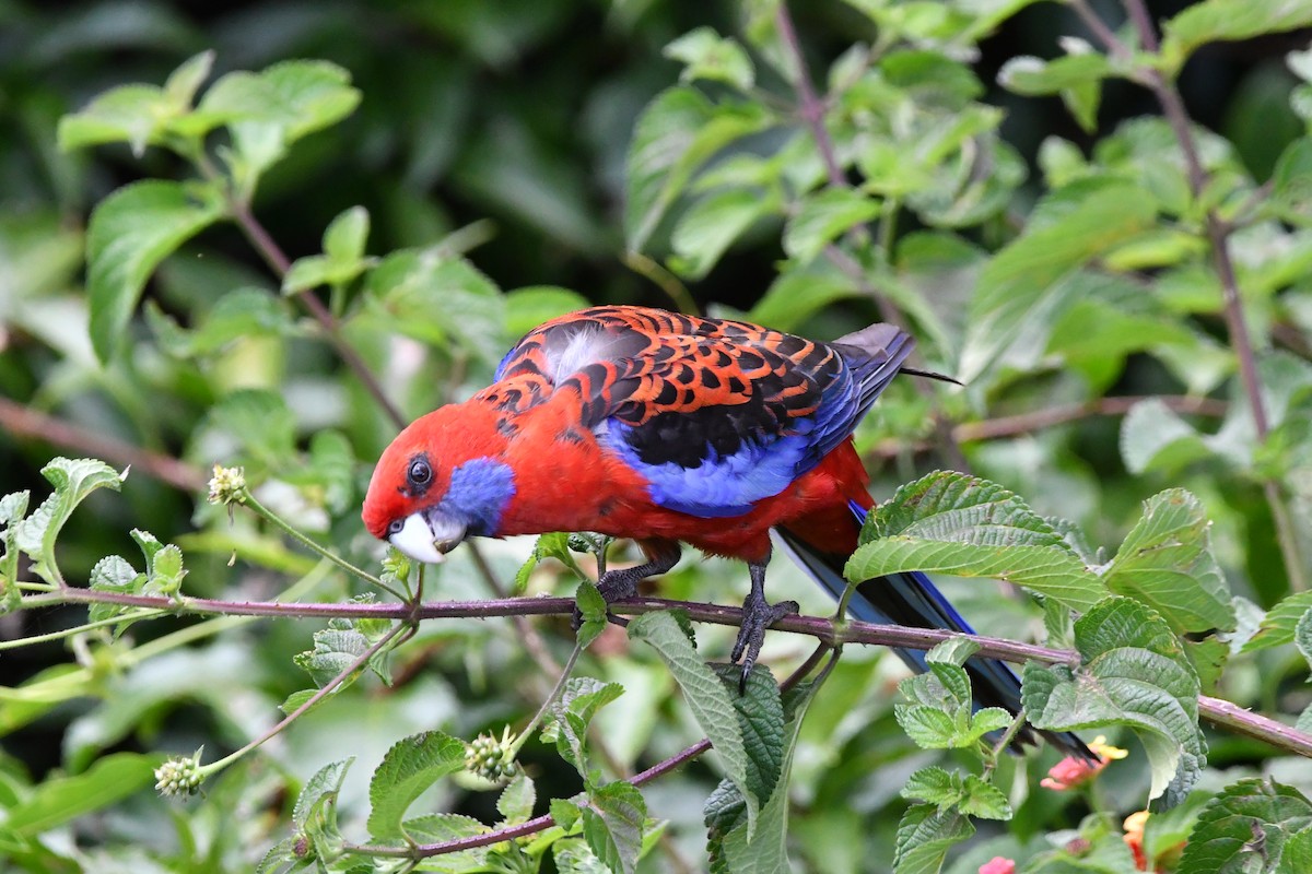 Perico Elegante - ML646682692