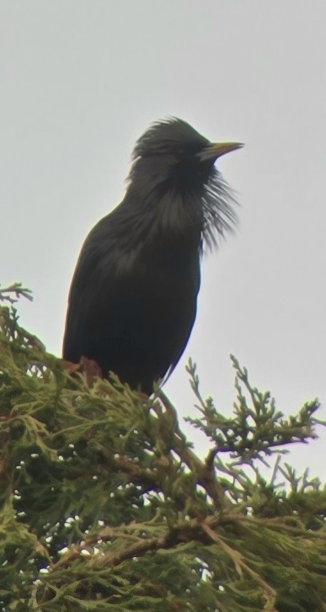 Estornino Negro - ML646682694