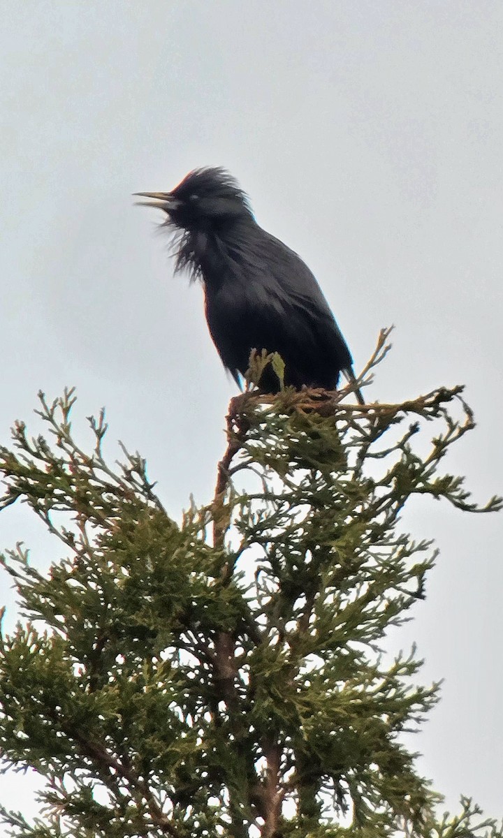 Estornino Negro - ML646682695