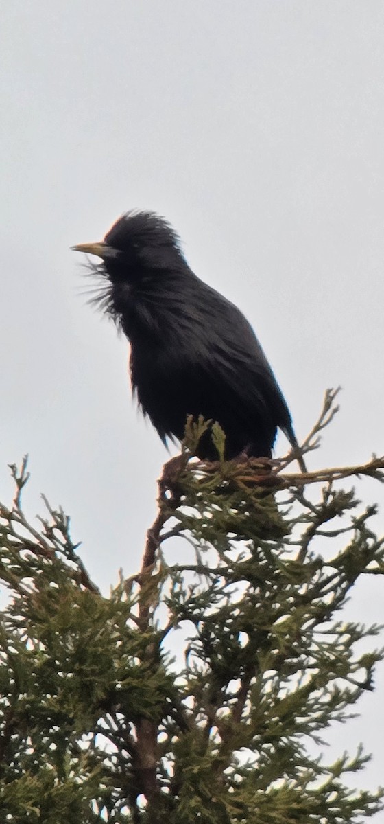 Estornino Negro - ML646682696