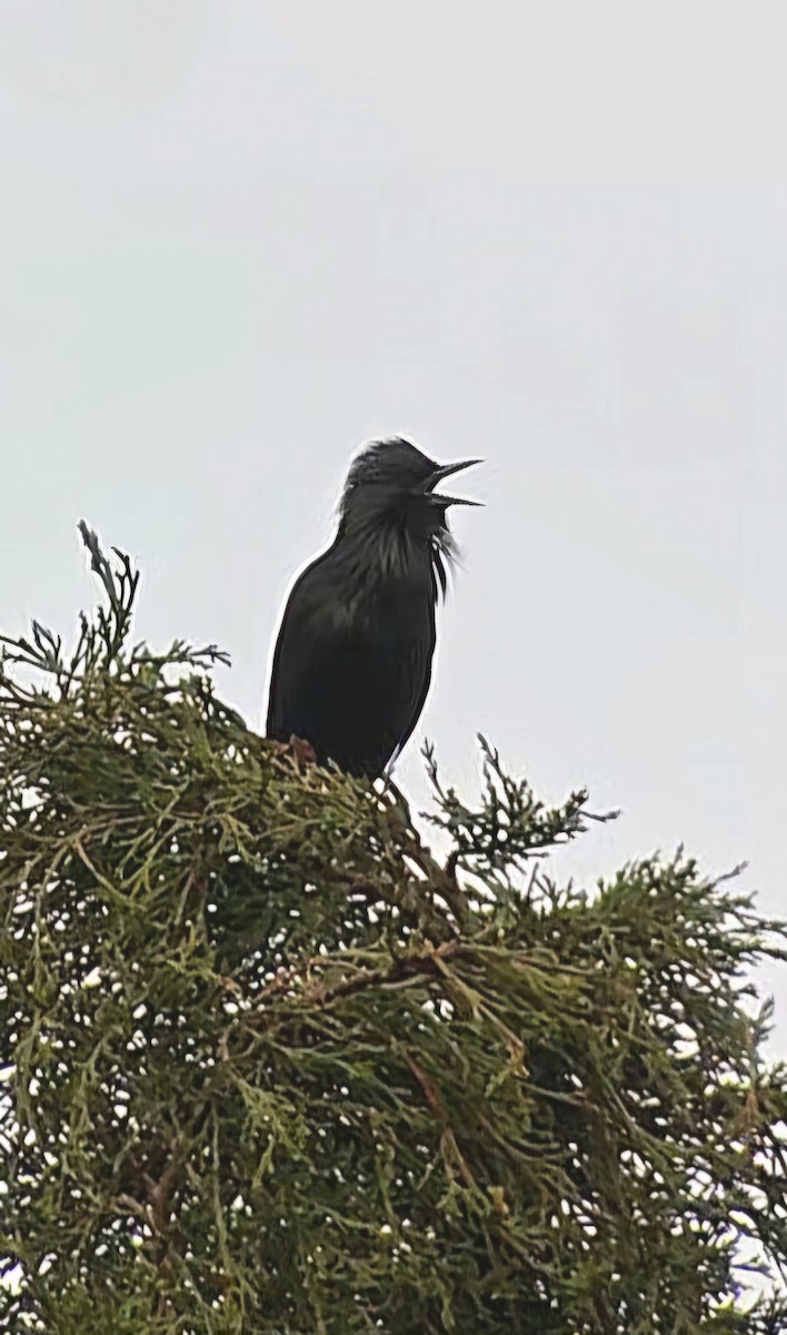 Estornino Negro - ML646682697