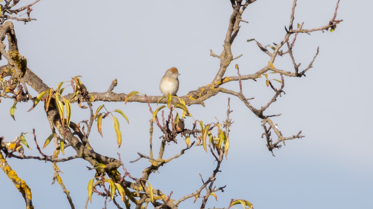 Curruca Capirotada - ML646682698
