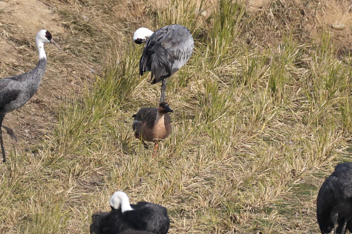 husa labutí - ML646682699