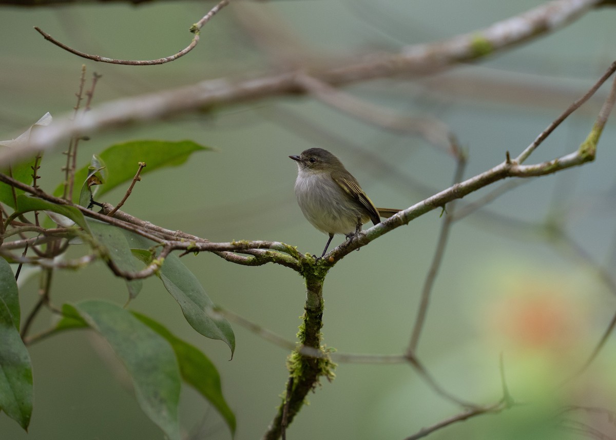 Mosquerito Menor - ML646682700
