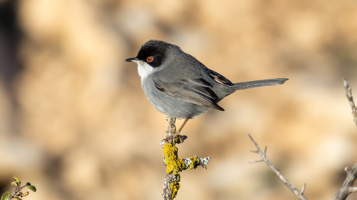 Curruca Cabecinegra - ML646682701