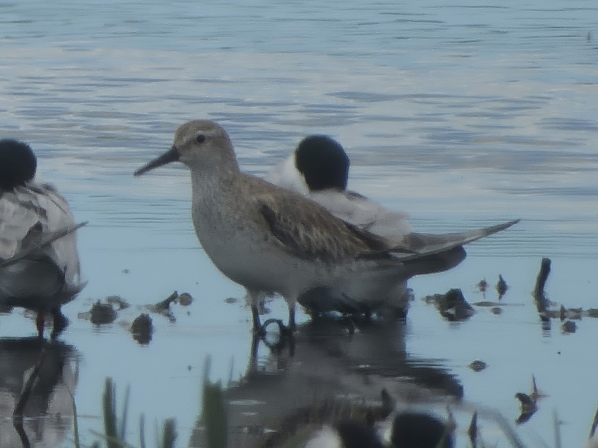 Correlimos Gordo - ML646682702