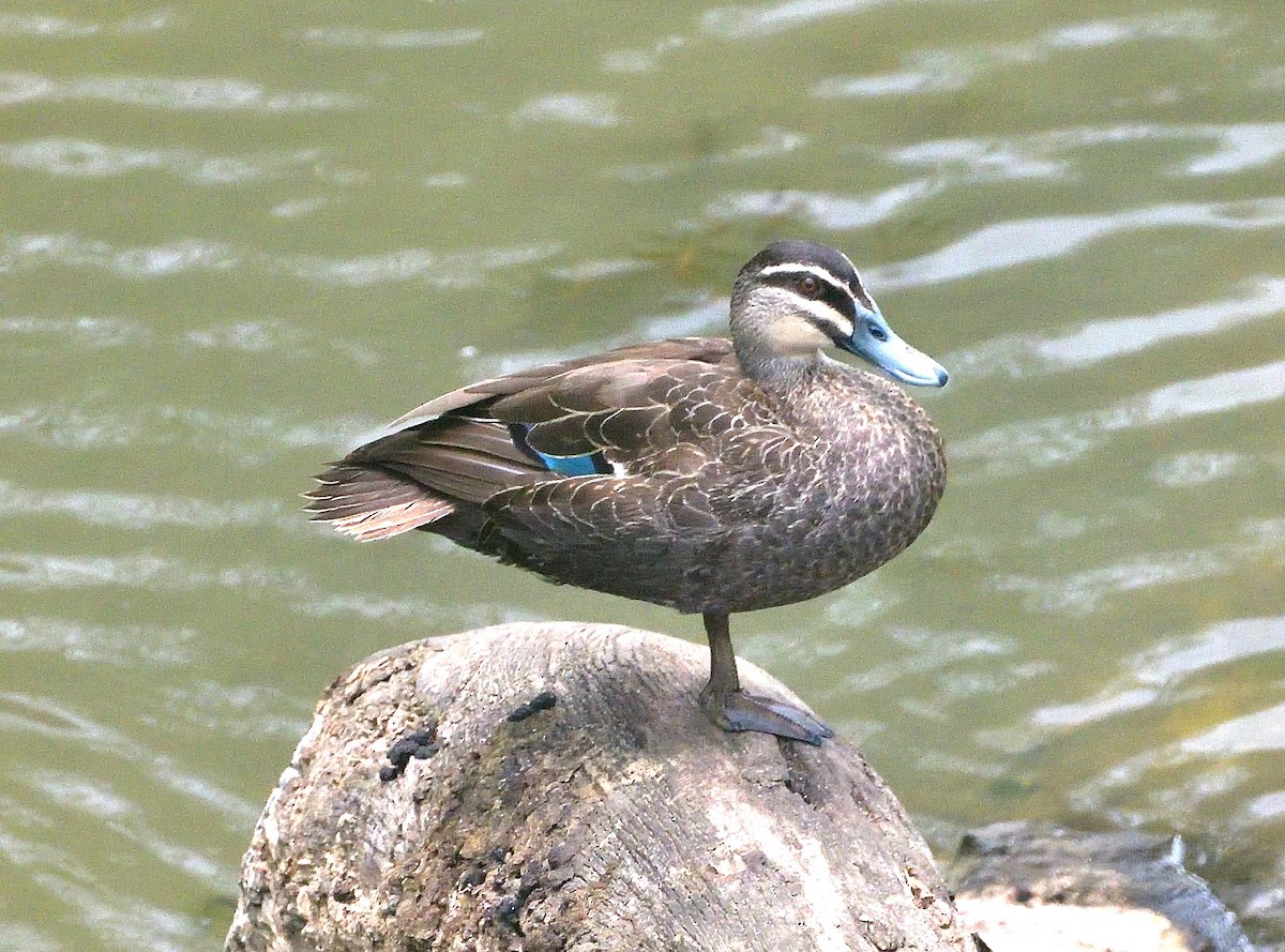 Ánade Cejudo - ML646682703