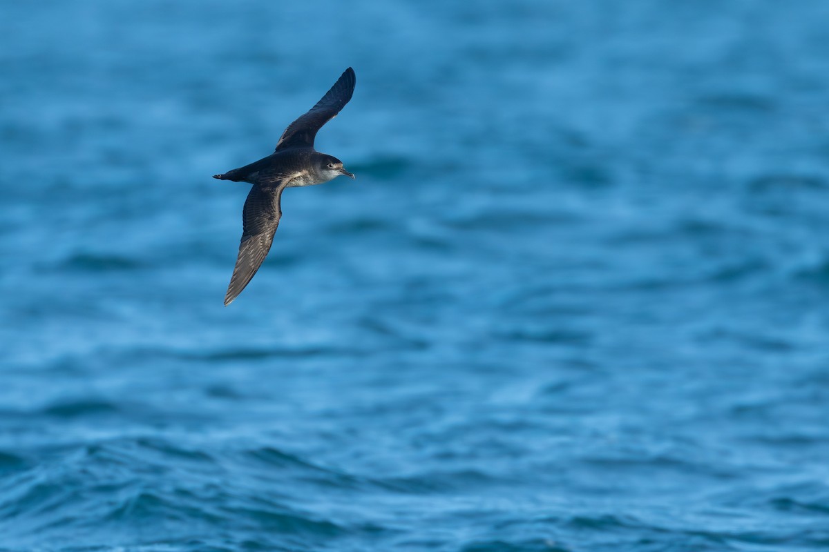 Pardela Balear - ML646682704