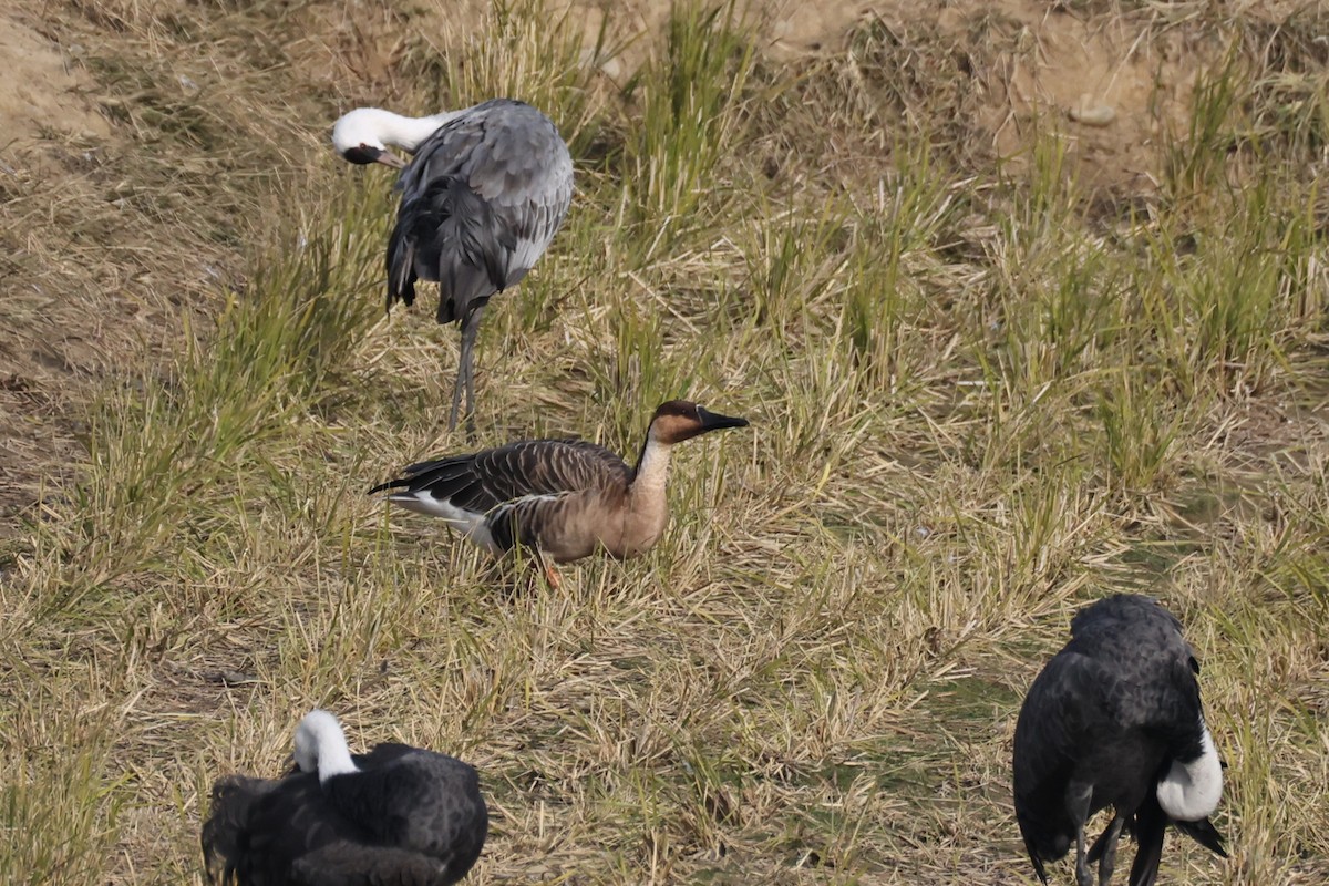 husa labutí - ML646682705