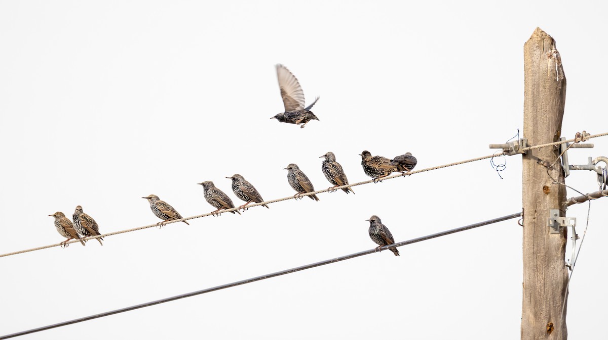 Estornino Pinto - ML646682707