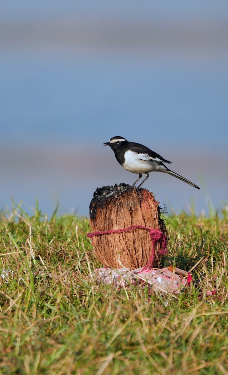 Lavandera India - ML646682708