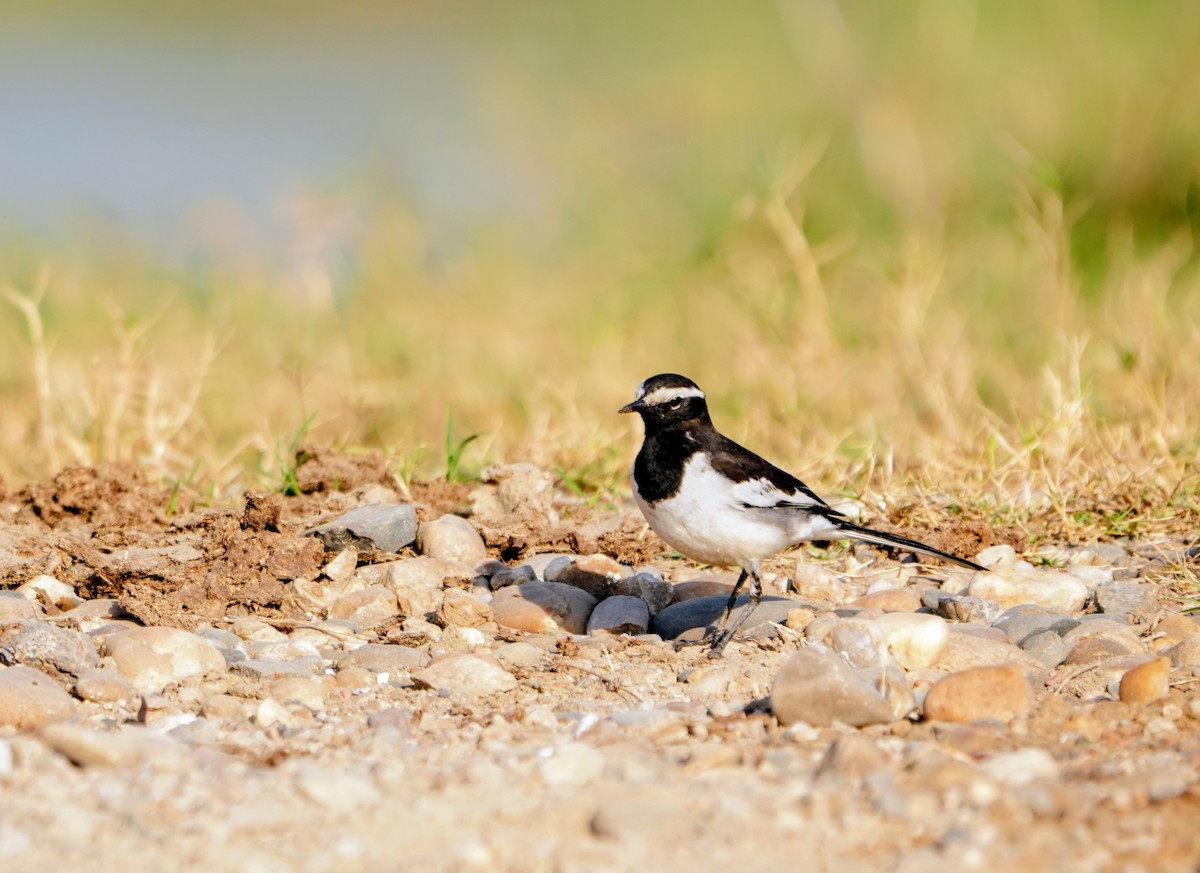 Lavandera India - ML646682709