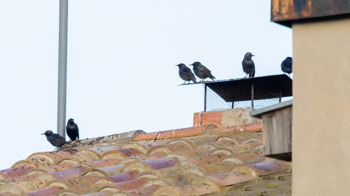 Estornino Negro - ML646682710