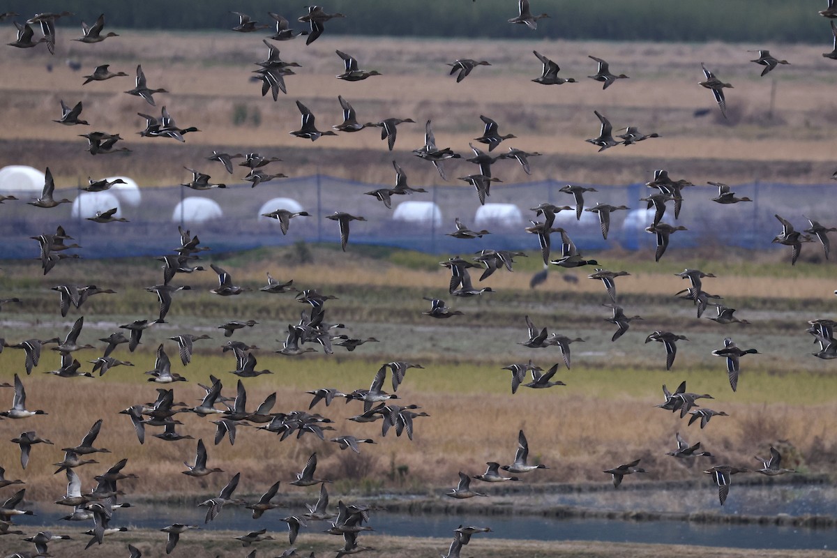 Ánade Rabudo - ML646682711