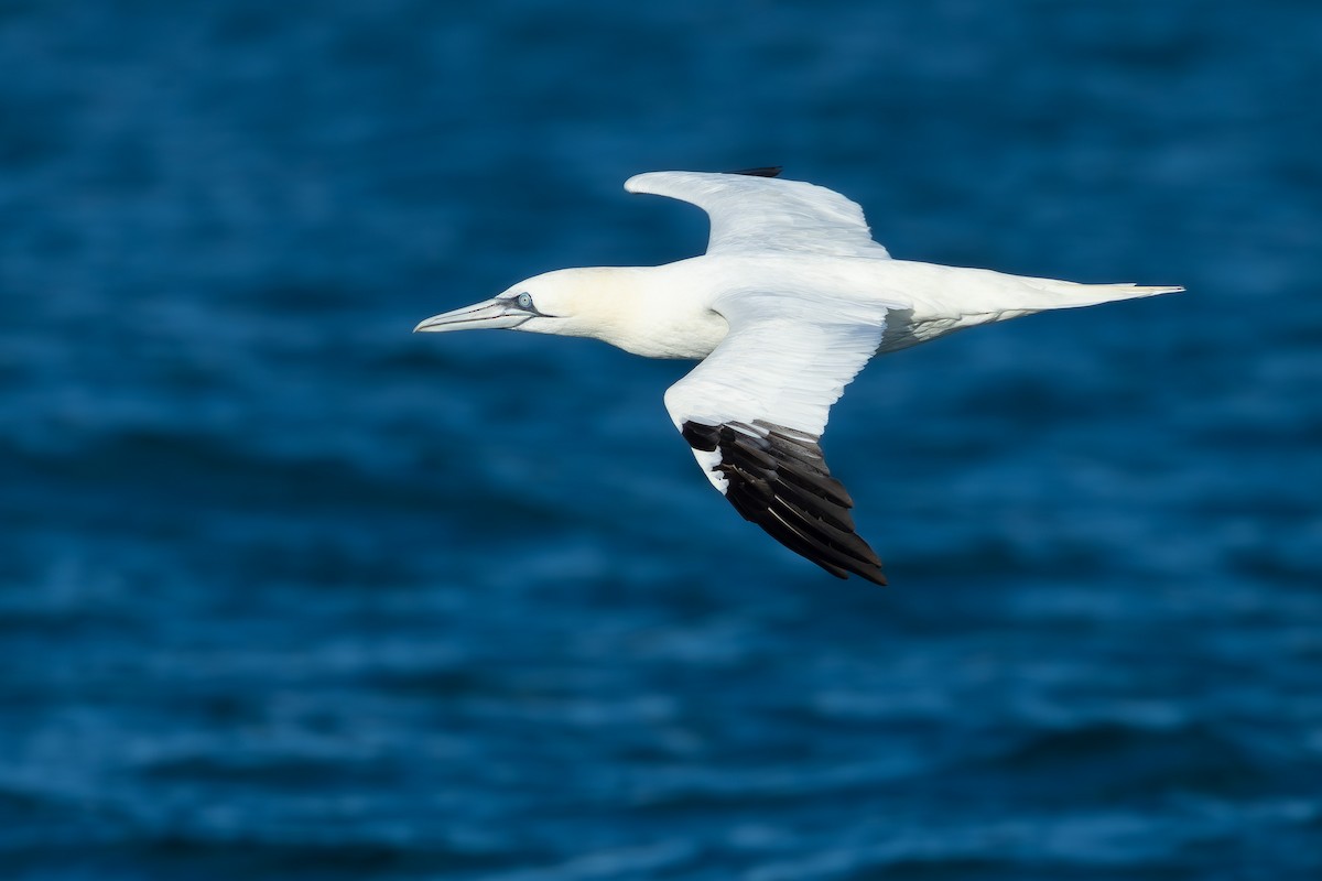 Alcatraz Atlántico - ML646682714