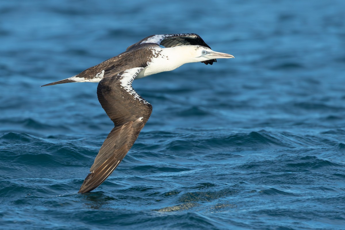 Alcatraz Atlántico - ML646682715