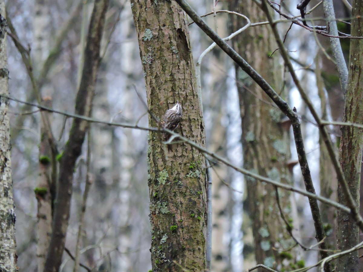 Agateador Euroasiático - ML646682718