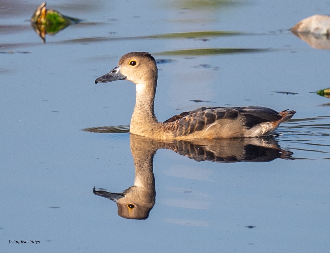 Suirirí de Java - ML646682719