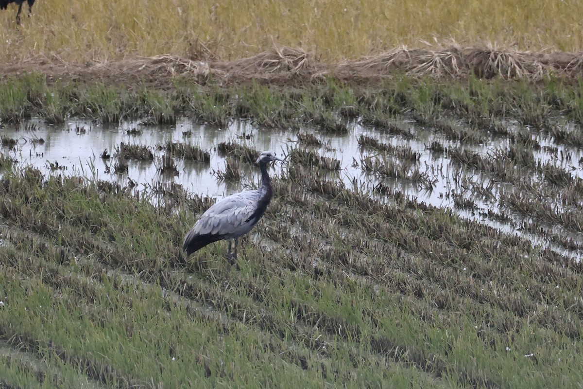 Demoiselle Crane - ML646682720