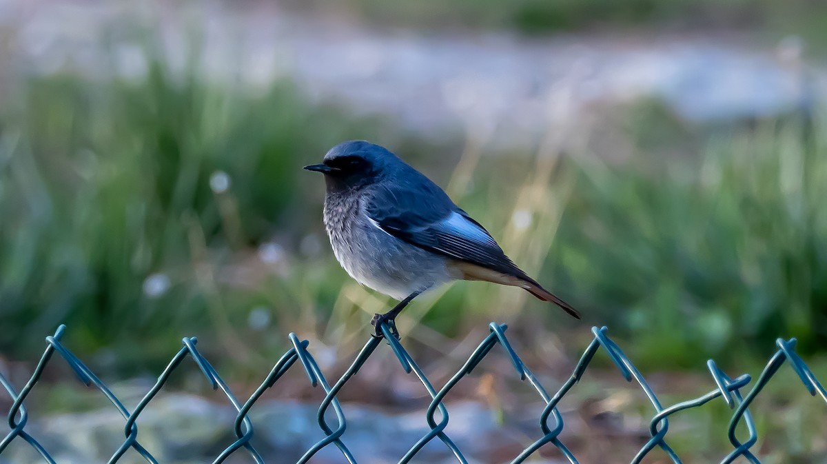 Colirrojo Tizón - ML646682721
