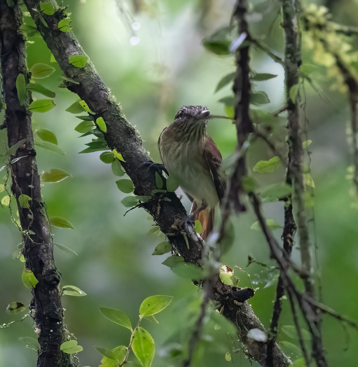 Atila Polimorfo - ML646682722