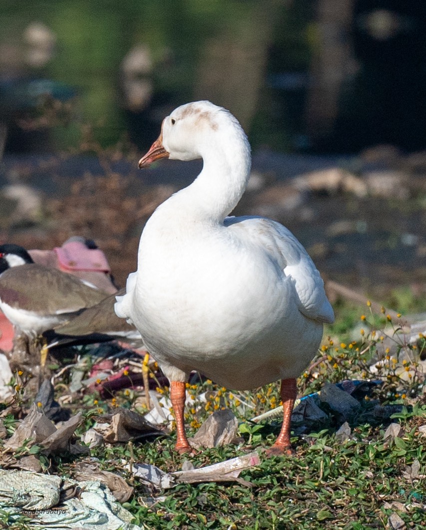 Ánsar Cisnal (variedad doméstica) - ML646682723