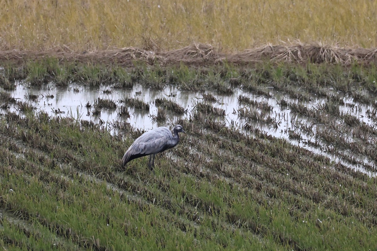 Demoiselle Crane - ML646682733