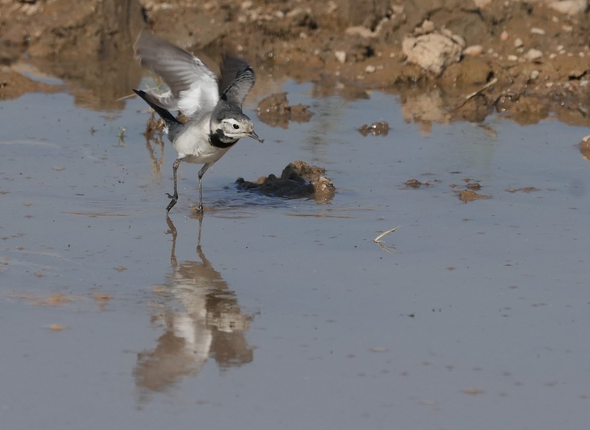 Плиска біла - ML646682734