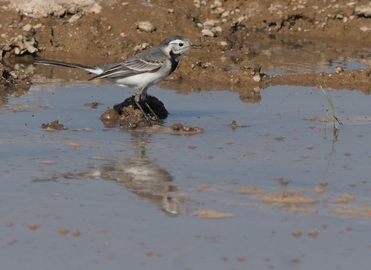 Плиска біла - ML646682735