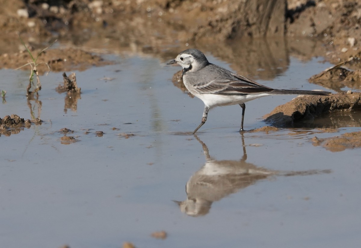 Плиска біла - ML646682736