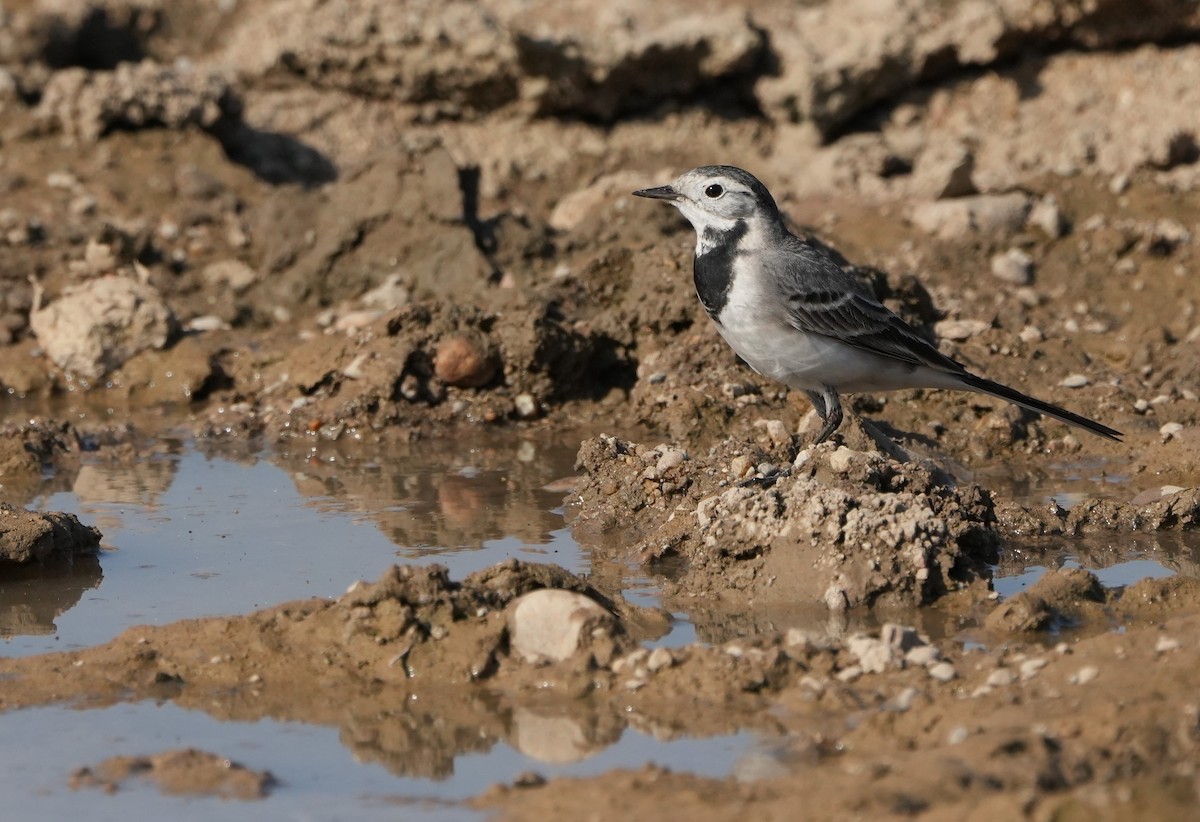Плиска біла - ML646682737