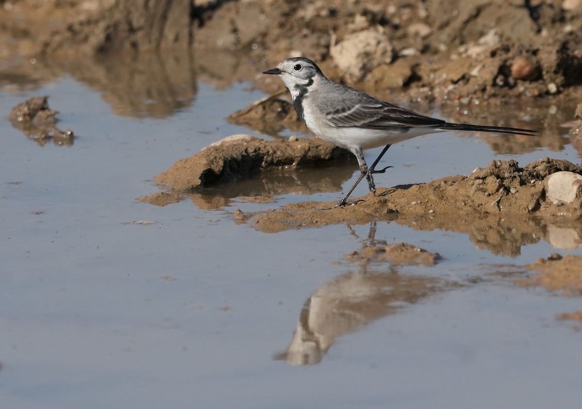 Плиска біла - ML646682738