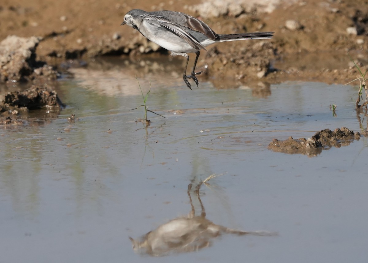 Плиска біла - ML646682739