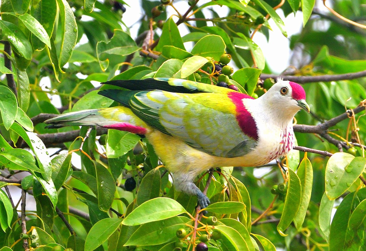 Many-colored Fruit-Dove - ML646682747