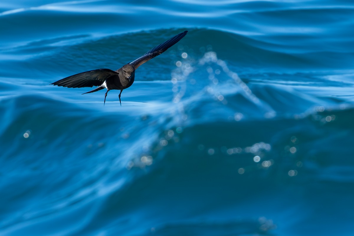 Океанник Вільсона - ML646682753