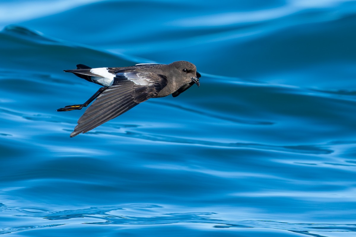 Океанник Вільсона - ML646682754