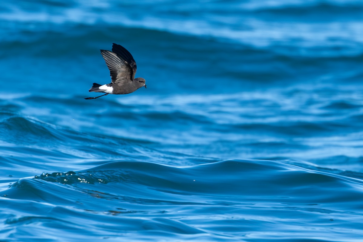 Океанник Вільсона - ML646682755