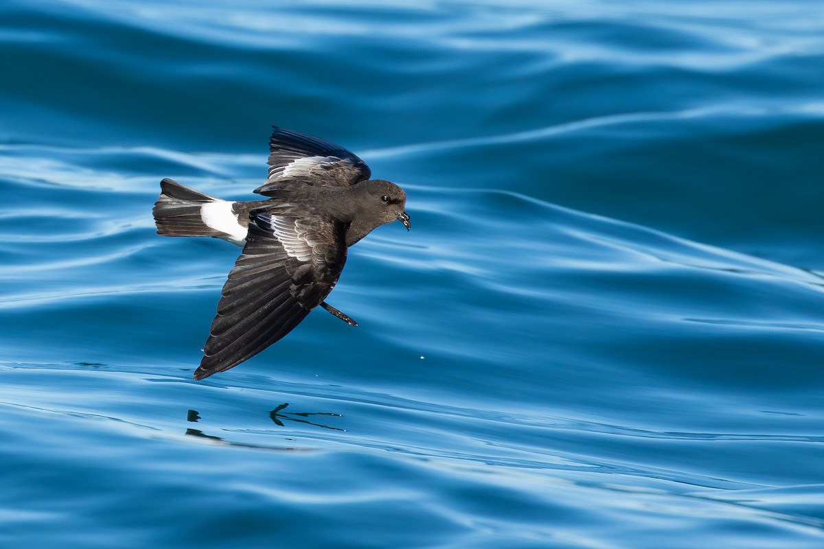 Океанник Вільсона - ML646682756