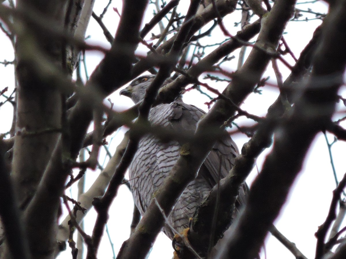 Eurasian Goshawk - ML646682758