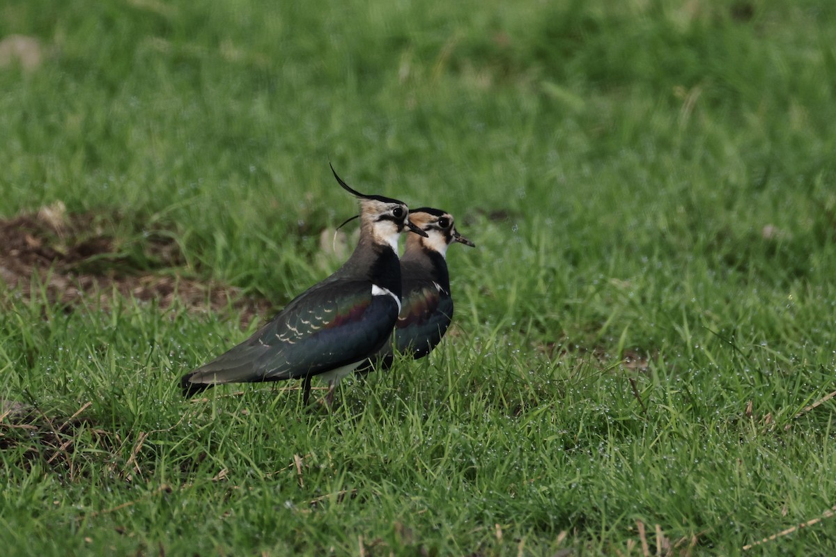 Northern Lapwing - ML646682759