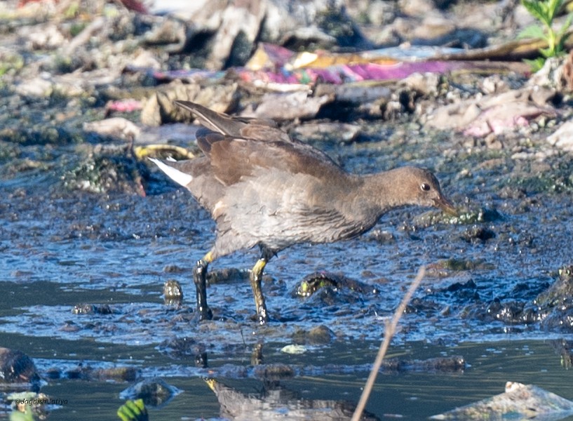 Eurasian Moorhen - ML646682761