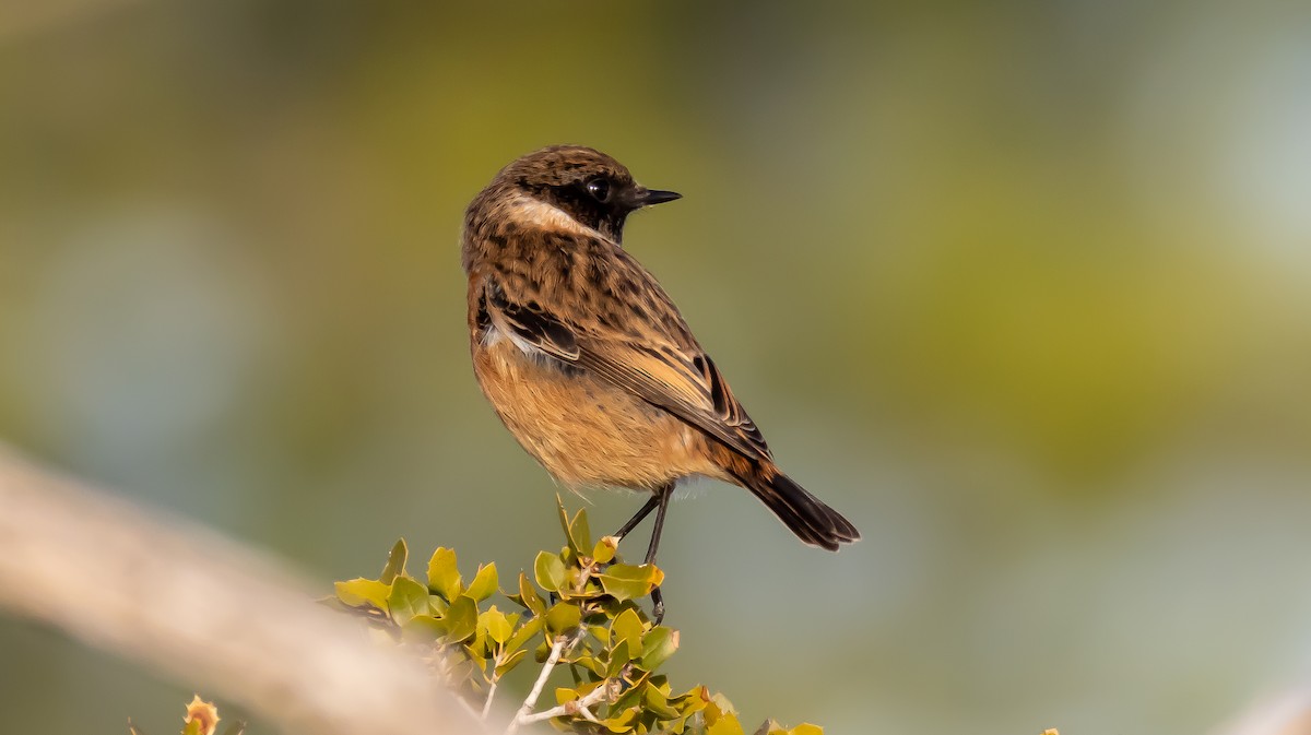 European Stonechat - ML646682764
