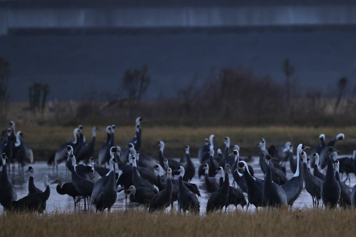 Hooded Crane - ML646682765