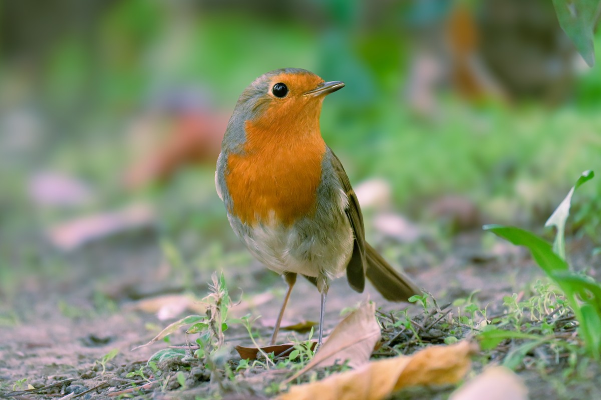 European Robin - ML646682766