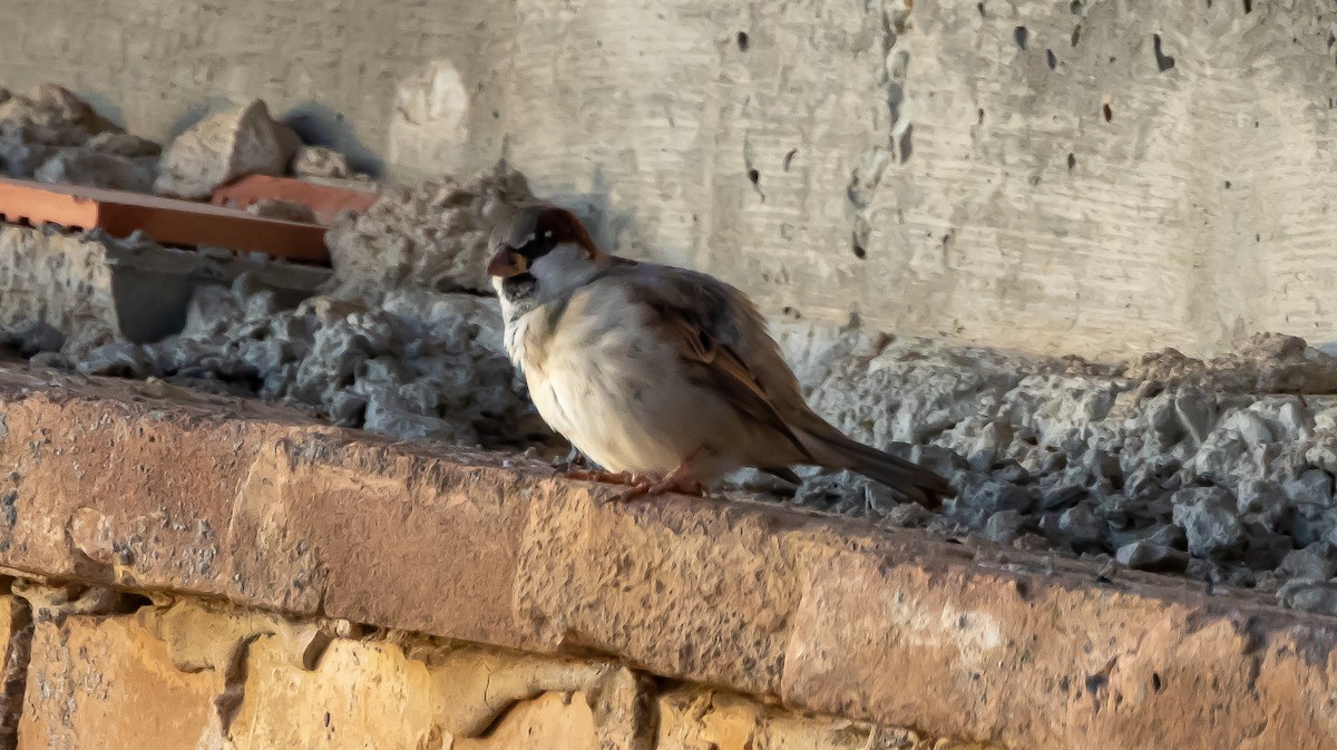 House Sparrow - ML646682768
