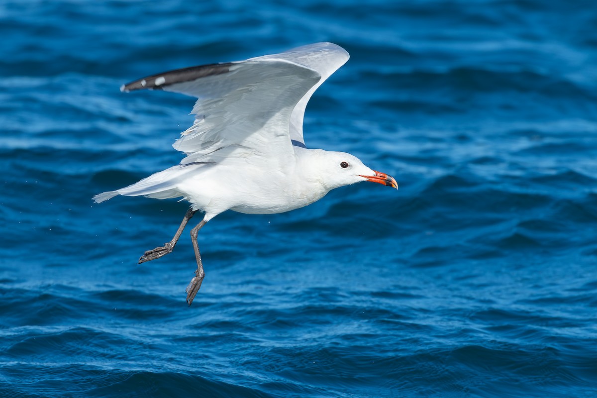Audouin's Gull - ML646682769
