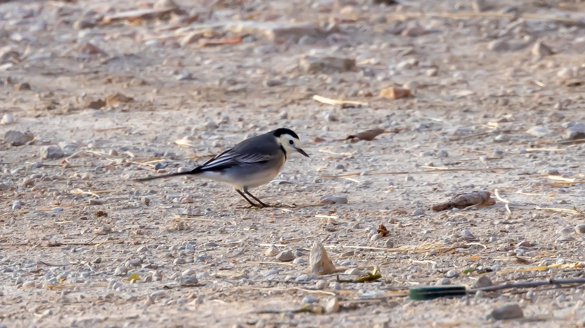 White Wagtail - ML646682770